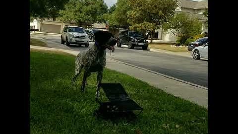 GSP training on steady to flush.