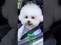 Sai Lầm Lớn Nhất Của Đàn Ông Là Nghĩ Vợ Đã Đi Xa 😅
