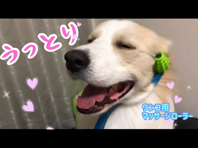 犬用のマッサージローラーにうっとりする ボーダーコリー 雷斗と風太 Youtube