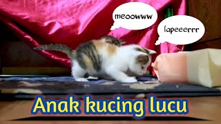 Merawat Anak Kucing Lucu // Baby Cat Cute .@Pras NGT