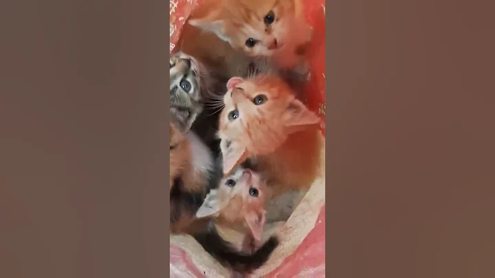 Video 3395321: cats catfood, catlover catfood, catlover catfight, cats catlover funny