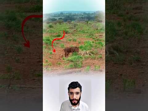 أم تدافع بلا خوف وصغارها تحتمي بين يديها 