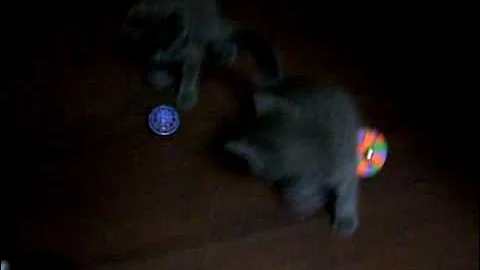 Watch the video about Russian Blue Mix Kittens