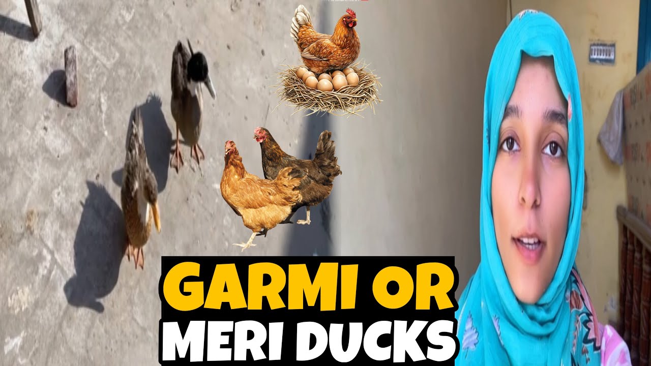 🔥Garmi Aa Gai Or Meri Ducks or Hens Ki Halat❤️😅 | GhulamZahra #ghulamzahraa