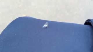 初雪の到来を告げる虫 雪虫とは 札幌ぶらぶらダイアリー