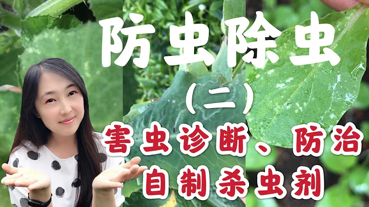 【菜園子17】種菜防蟲除蟲（之二）害蟲診斷，防治，自製殺蟲劑 |如何防治蝸牛，鼻涕蟲，菜青蟲，潛葉蠅，蚜蟲，白粉虱 - 天天要聞