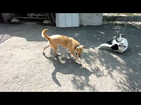 20091104 - 大牛與ET是一對鴛鴦