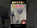 目がバグる件 #buzz #news #tricks