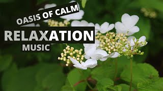 Oasis of Calm Music, Relaxation Music, Soft for Meditation, Perfect for Studying. screenshot 2