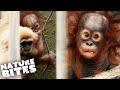 Baby Orangutan and Gibbon Have Unlikely Friendship | Nature Bites