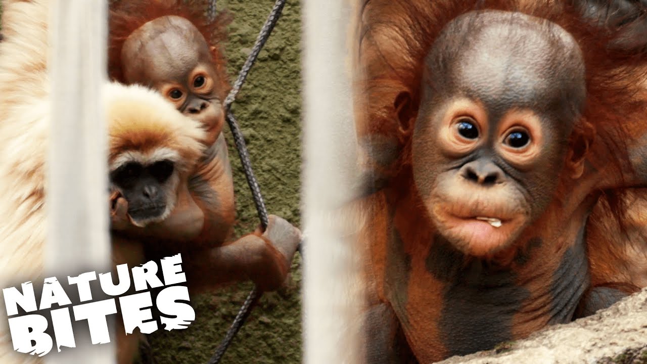 Teenage Orangutan Learns how to be a Mother The Secret Life of