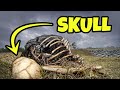 We Found SKULLS Dumped on the Side of the Road!