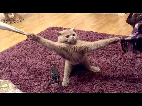 Wanna LAUGH HARD right NOW? - Watch these EXTREMELY FUNNY ANIMAL VIDEOS -  YouTube