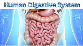 Human Digestive System Quiz | How Digestion Works screenshot 5