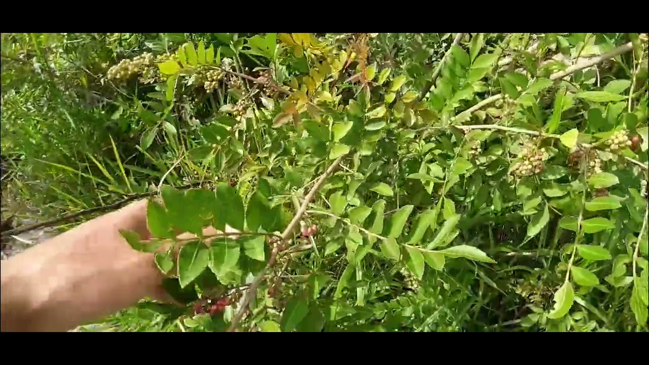 Jamais corte essa Árvore ☠ Aroeira Brava.