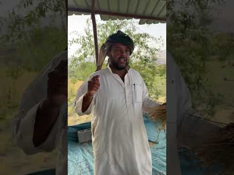 حصاد الحبة السوداء