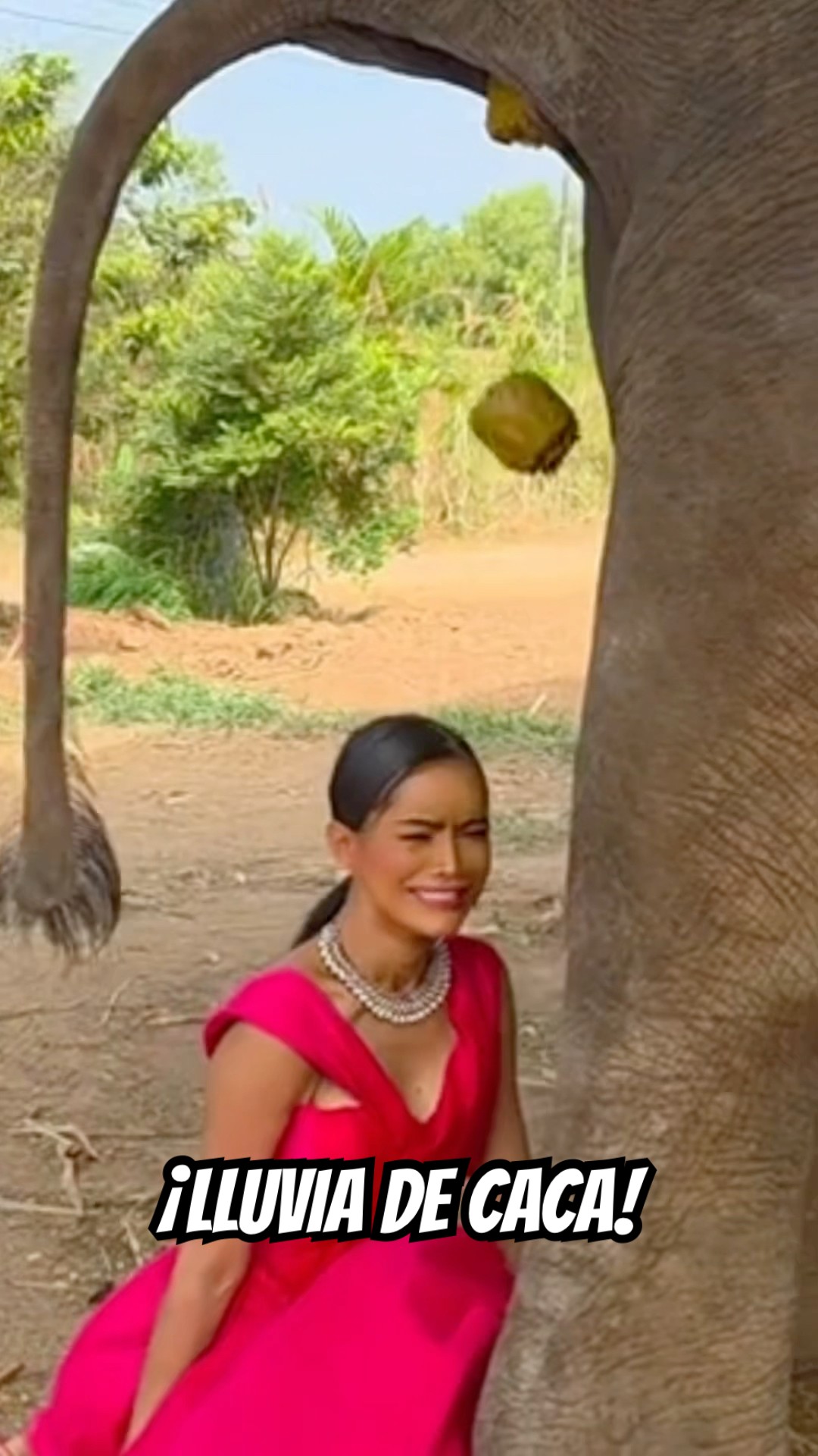 LE CAE ? DE ELEFANTE A UNA CHICA EN LA CARA