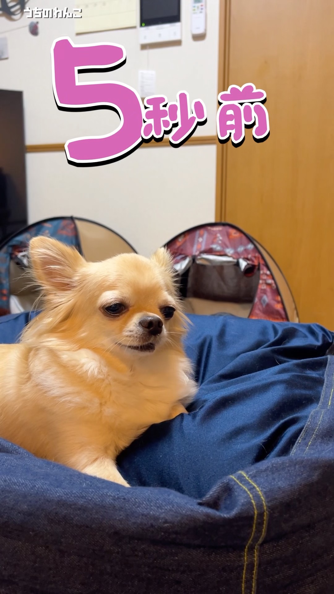 5 seconds before the Chihuahua appears🐕【My dog】 #shorts #mydog