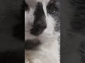 #music #rock #cat #cute #metal #blacksabbath #ozzyosbourne #tonyiommi #geezerbutler #billward #ozzy