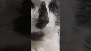 #music #rock #cat #cute #metal #blacksabbath #ozzyosbourne #tonyiommi #geezerbutler #billward #ozzy