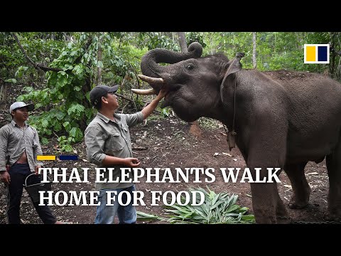 Thai elephants return to villages as tourists disappear amid coronavirus pandemic