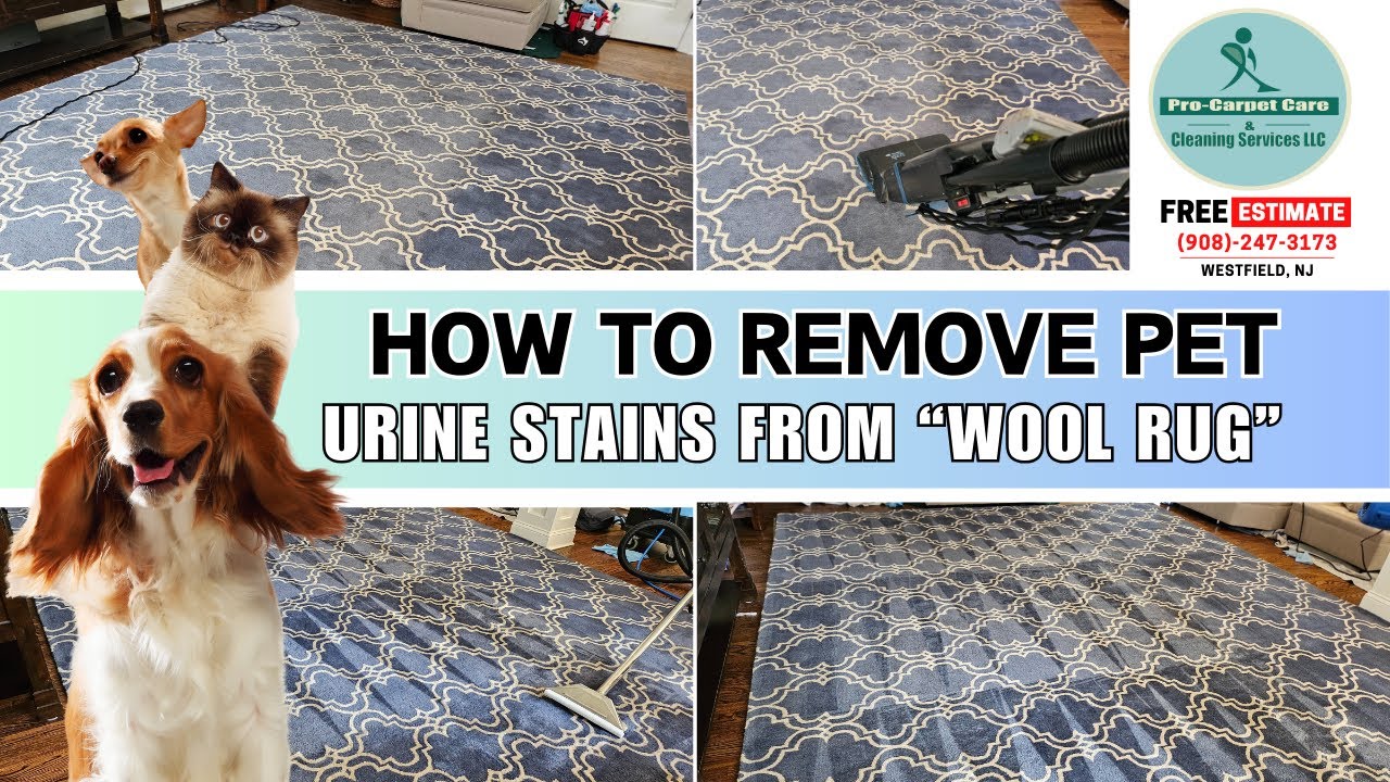 How to Remove Pet Urine Stains from Wool Rug in Westfield NJ #woolrugs