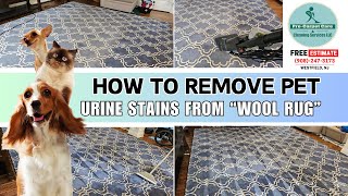 How to Remove Pet Urine Stains from Wool Rug in Westfield NJ #woolrugs