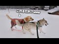 【衝撃】雪の中爆走してたらいつの間にか知らない子が愛犬ハスキーについてきちゃいましたwww