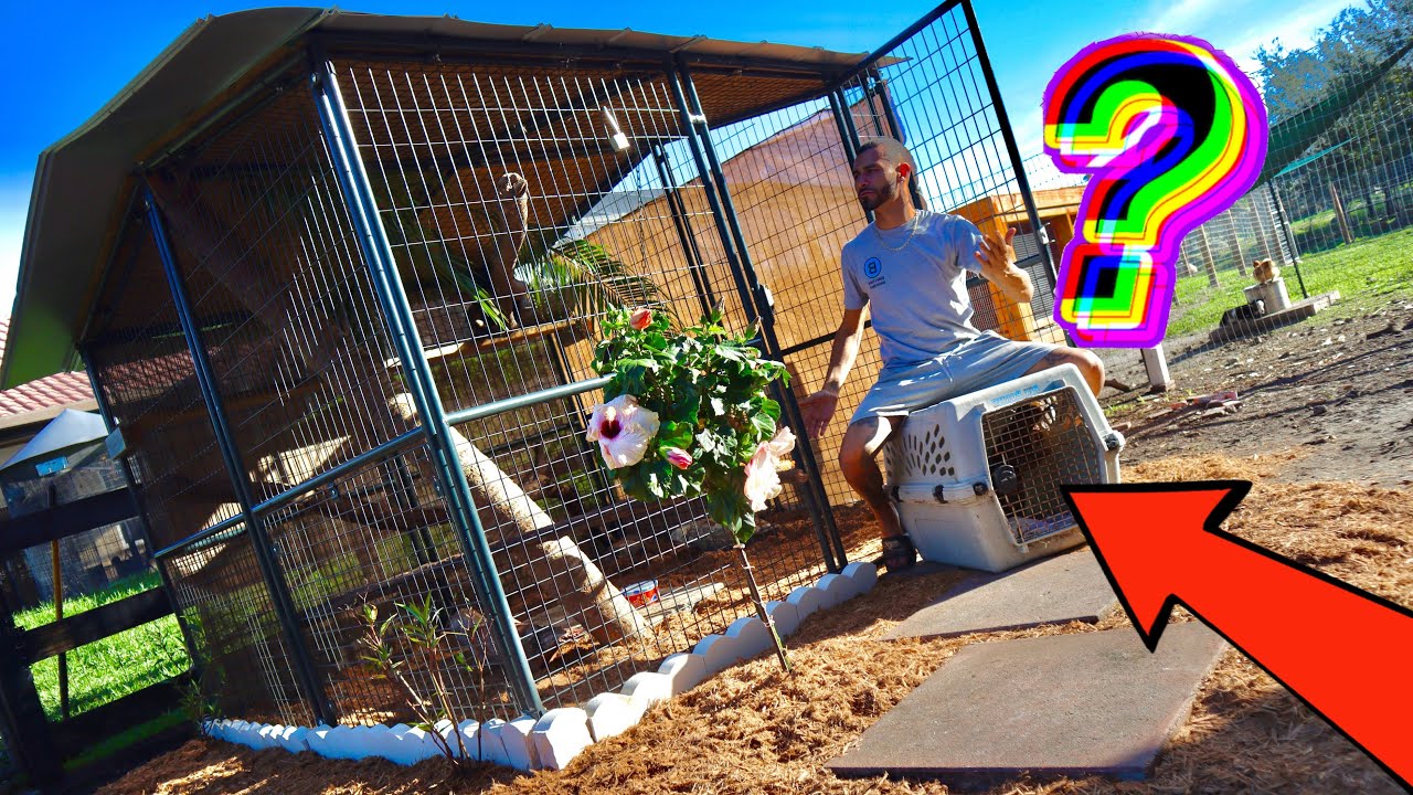 EXOTIC RESCUE GETS NEW HOME IMPROVEMENT!! - YouTube