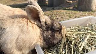 A video that instantly makes even us humans want to eat hay.