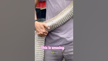 Look at this snake 🐍 The King of them All