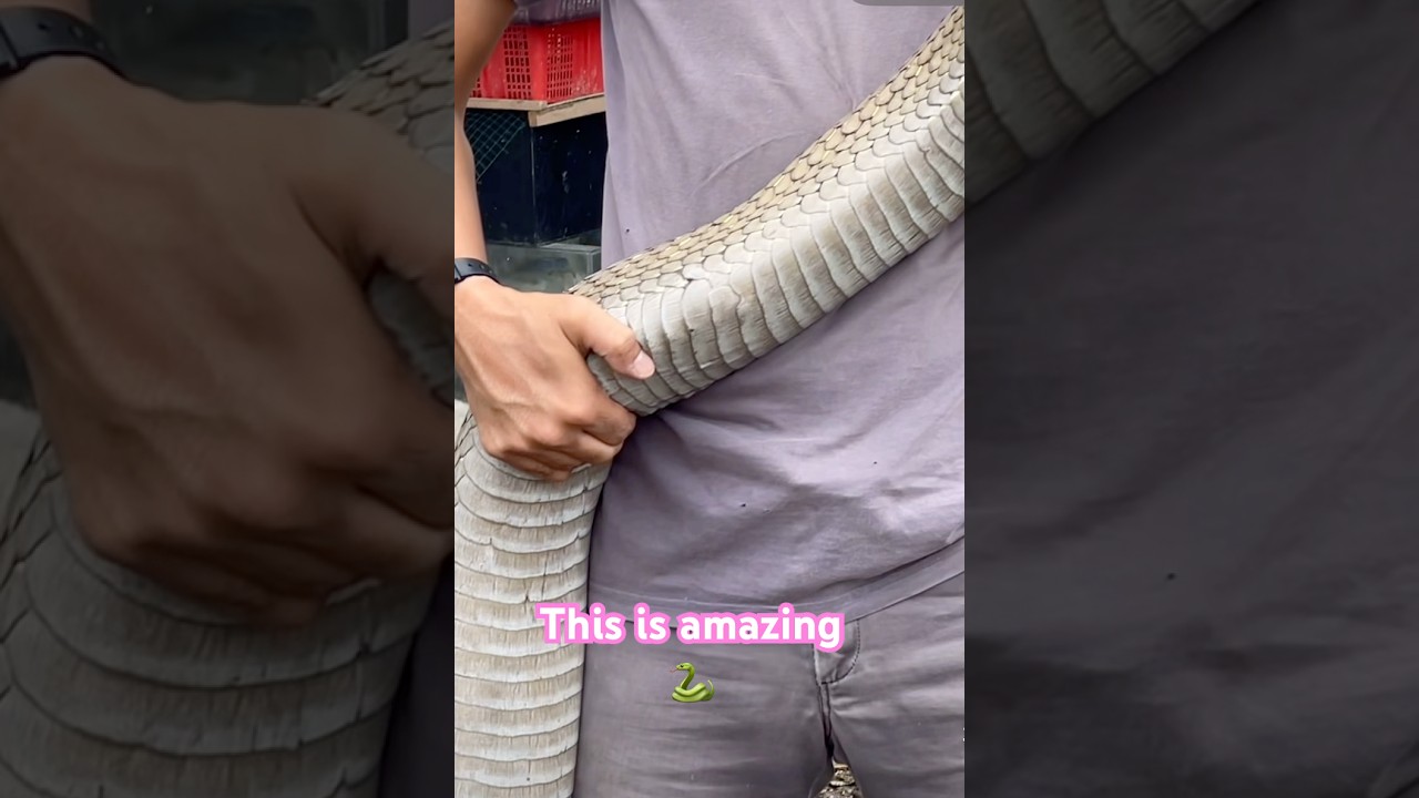 Look at this snake 🐍 The King of them All