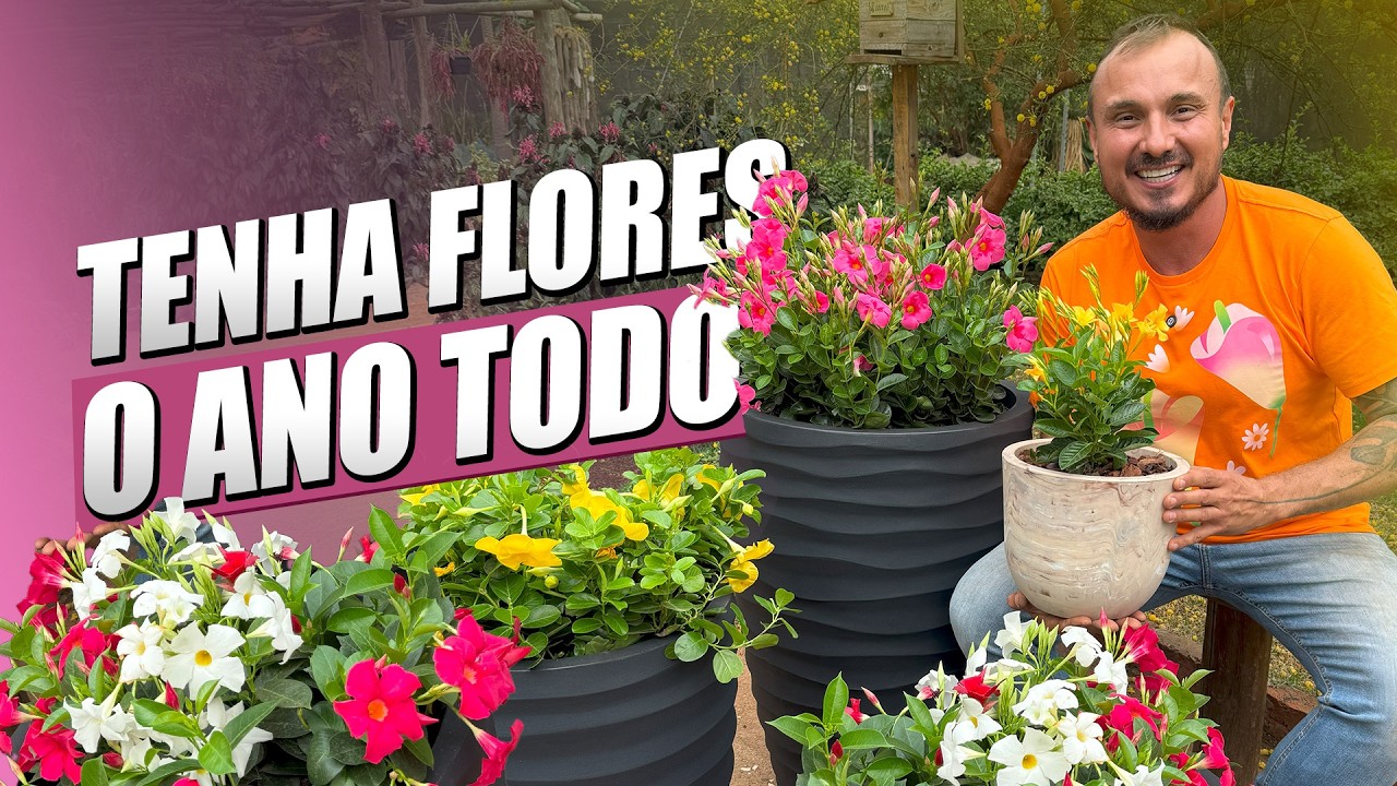 Como CULTIVAR MANDEVILLA e ter flores o ano todo | Segredo revelado.