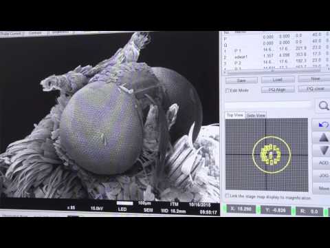 Video: ¿Cuesta un microscopio electrónico de barrido?