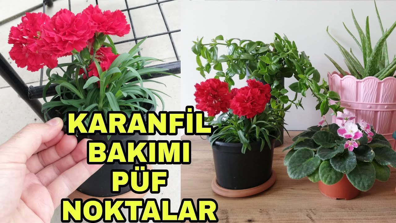 Karanfil bakımı nasıl yapılır?