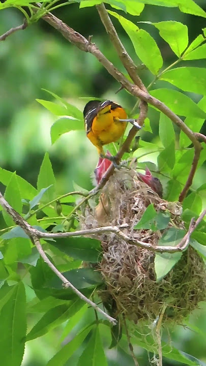 Baltimore Oriole nest.