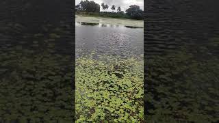 Thota Puram Lake Thalavadi
