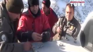 Leopardan sonra şimdi de vaşak! - 14.12.2013 Resimi