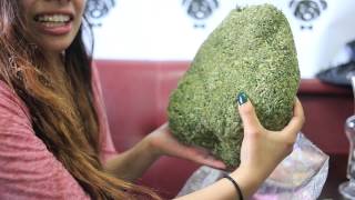 FUNNY STONER CHICKS