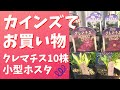 【購入品】298円のクレマチス/小型ホスタ/ニュアンスカラーのアジュガ/Purchased item/ 298 yen clematis/small hosta/nuanced color Ajuga