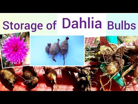Video: Dahlias Depolama Için Gönderilir