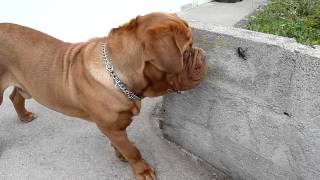 GOOVER des pas de tacite"Dogue de Bordeaux"