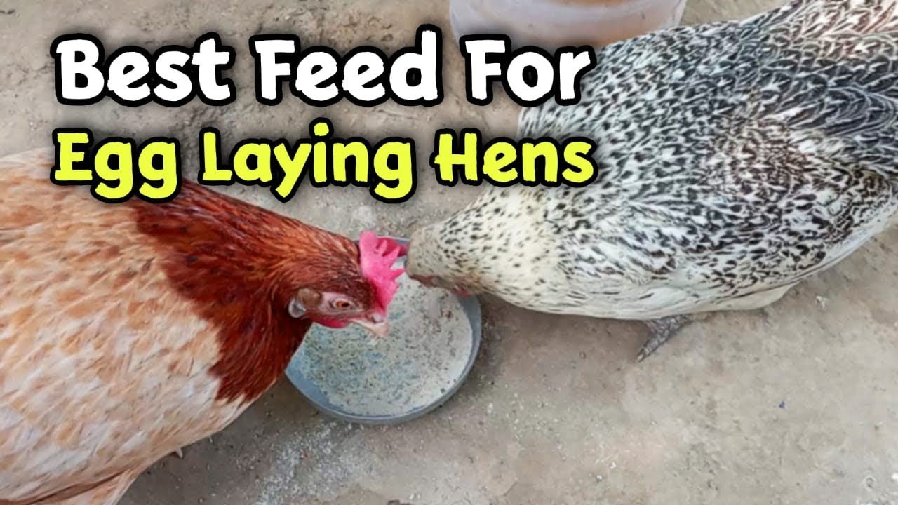 The Best Backyard Chicken Feed For Layer Hens Reference: Best Feed For Egg Laying Hens