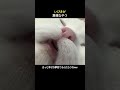 いびきが異様なやつ