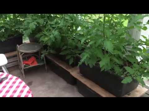 Video: Grøntsagsavleres Råd Til Tomater. Del 1