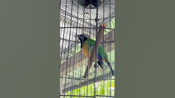 Cucak cungkok bongkar isian