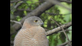 Shikra Calling