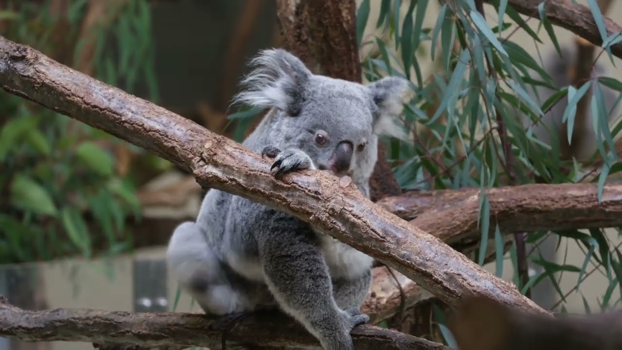 コアラ コアラ 2 - YouTube