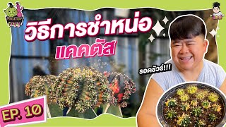 สวนสนุกแคคตัส // ep.10 วิธีชำหน่อแคคตัส รับรองรอดชัว!