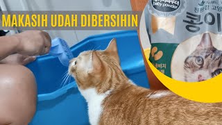 Bersihin Toilet Kucing | Review Tofu Cat Litter Baru